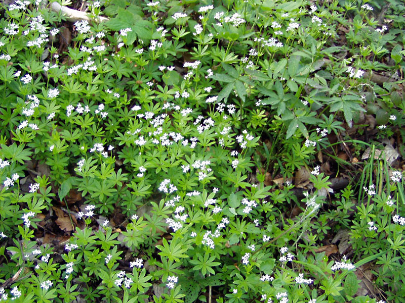 Galium odoratum / Stellina odorosa